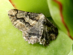 Menophra japygiaria