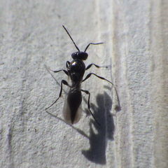 Platygastrinae