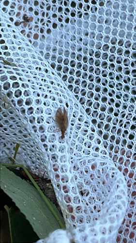 Micromus angulatus