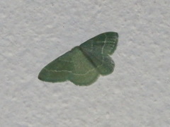 Phaiogramma etruscaria