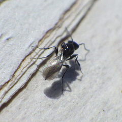 Platygastrinae