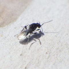 Platygastrinae