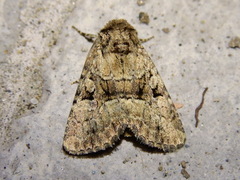 Clemathada calberlai