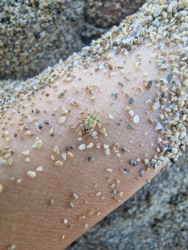 Coniatus tamarisci