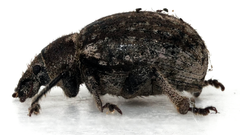 Strophosoma faber