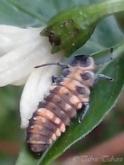 Coccinellidae