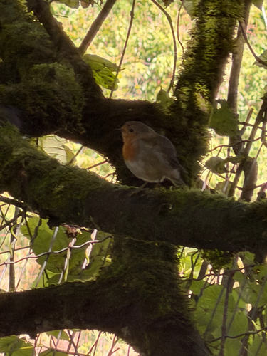 European Robin