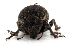 Strophosoma faber