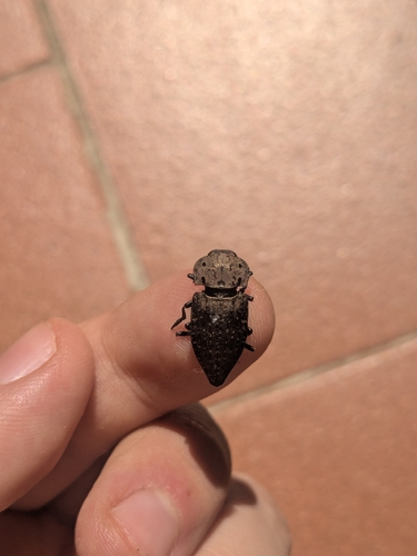 Capnodis tenebricosa