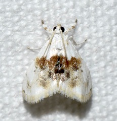 Lipocosma septa