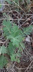 Geum triflorum
