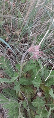 Geum triflorum