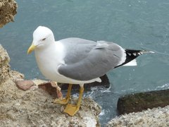 Larus michahellis
