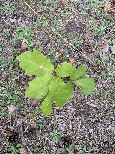 northern red oak
