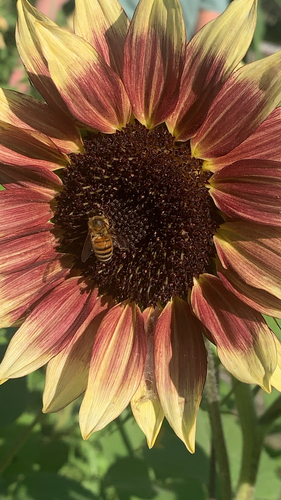 Western Honey Bee