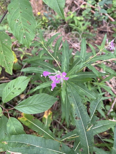 fireweed