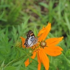 Ariconias glaphyra