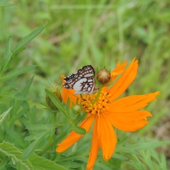 Ariconias glaphyra