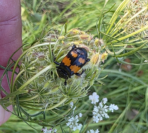 Vespillo Burying Beetle