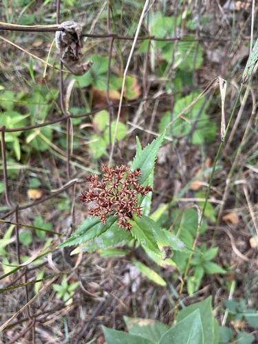 Aizoon Stonecrop