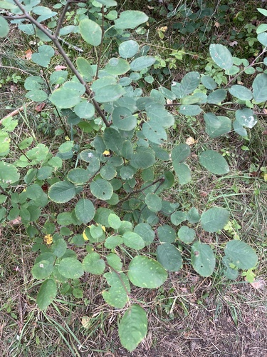 Dwarf Serviceberry