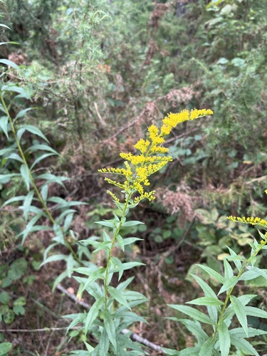 Canada goldenrod