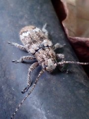 Lamiinae