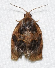 Archips infumatana