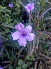 Ruellia simplex