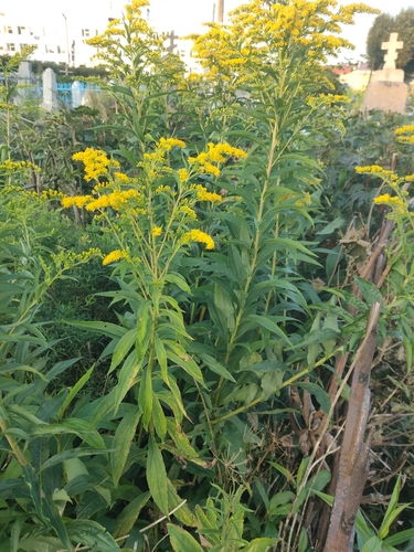 Canada goldenrod