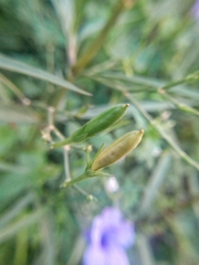 Ruellia simplex