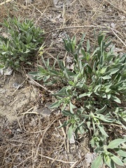 Lathyrus brachycalyx