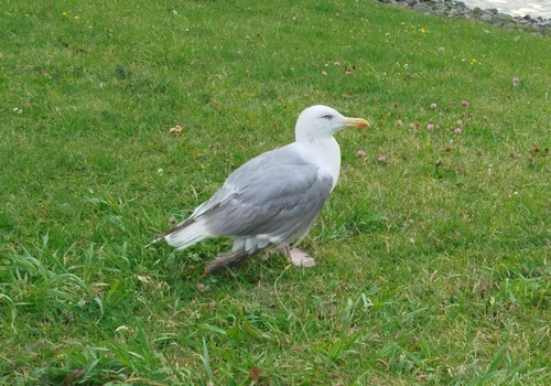European Herring Gull