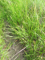Carex microdonta