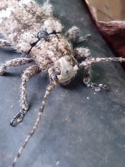 Lamiinae