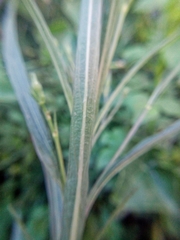 Ruellia simplex
