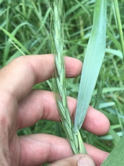 Elymus interruptus