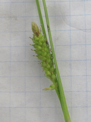 Carex microdonta