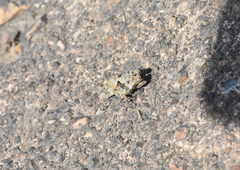 Paratettix mexicanus