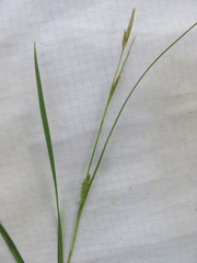 Carex microdonta