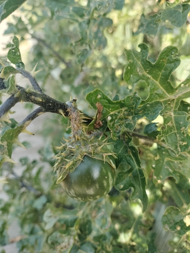 Solanum linnaeanum, photograph 5