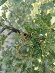 author not stated, no rights reserved Solanum linnaeanum, photograph author not stated, no rights reserved