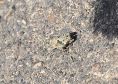 Paratettix mexicanus