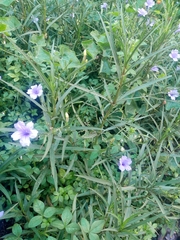 Ruellia simplex