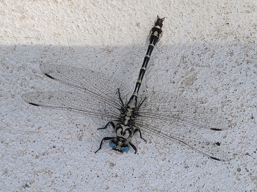Olive Clubtail photo 5