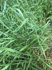 Elymus interruptus