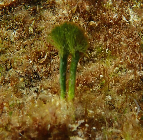 Penicillus capitatus observed 2026-08-26