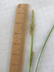 Carex microdonta