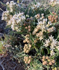 Asclepias involucrata