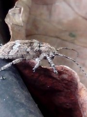 Lamiinae